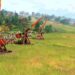 age of empires 2 savaş