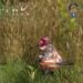 Lost Ark Mokoko Seeds Konumları ve Ödülleri